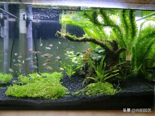 鱼缸造景莫斯草怎么栽,草金鱼缸造景石头摆法