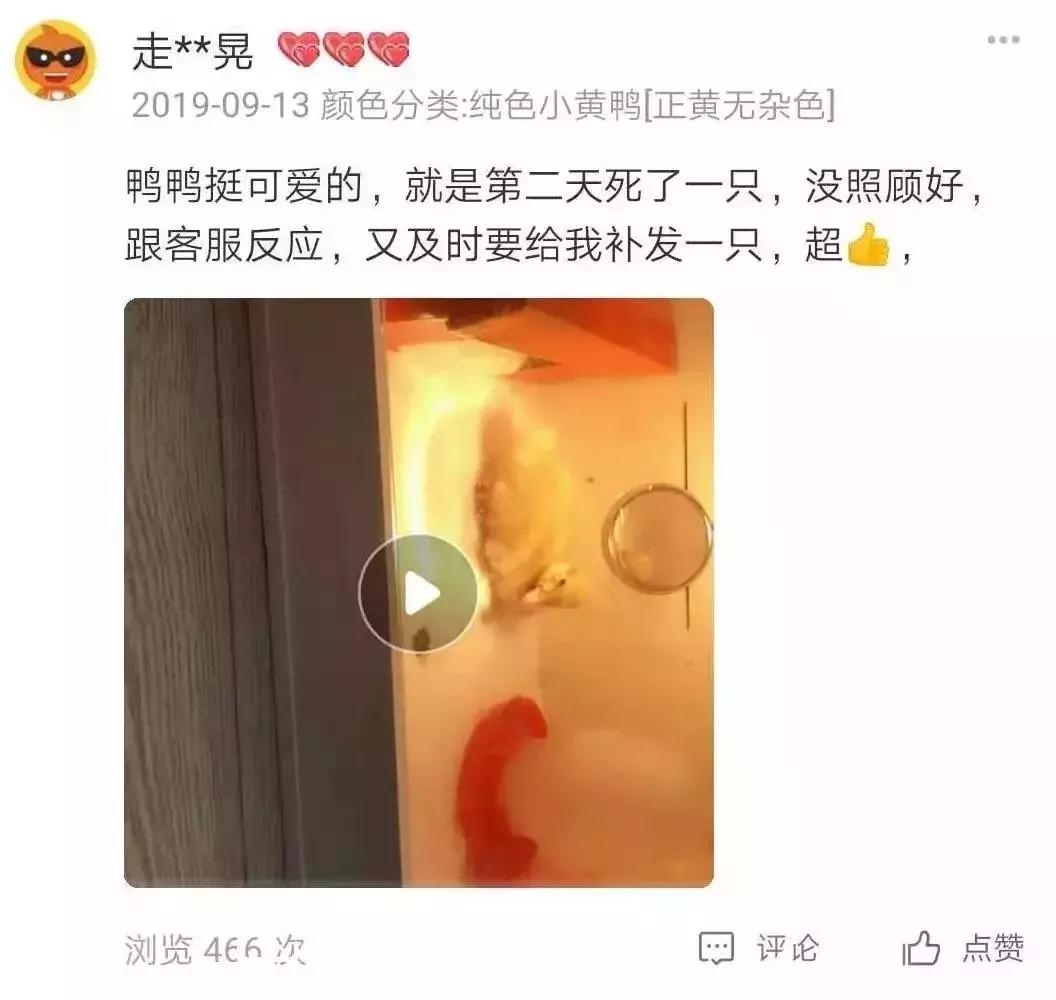 网上花钱买宠物违法吗,网上购买的宠物怎么维权