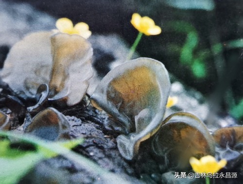 干货长白山特产玉木耳,吉林长白山脚下正宗的东北秋木耳