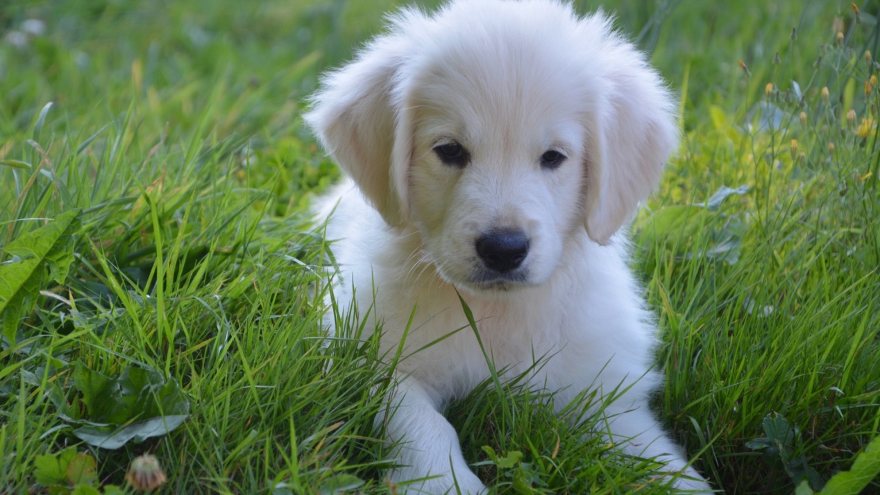 涨知识冷知识,你不知道的10条狗狗冷知识