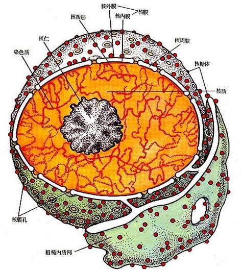 人类科技发达却造不出一个细胞,人类再过200年能造出一个细胞吗