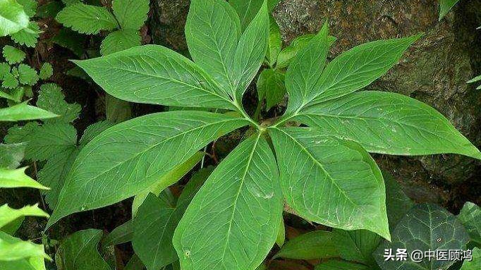 伤寒感冒藿香正气水,感冒恶心想吐伤寒论方子