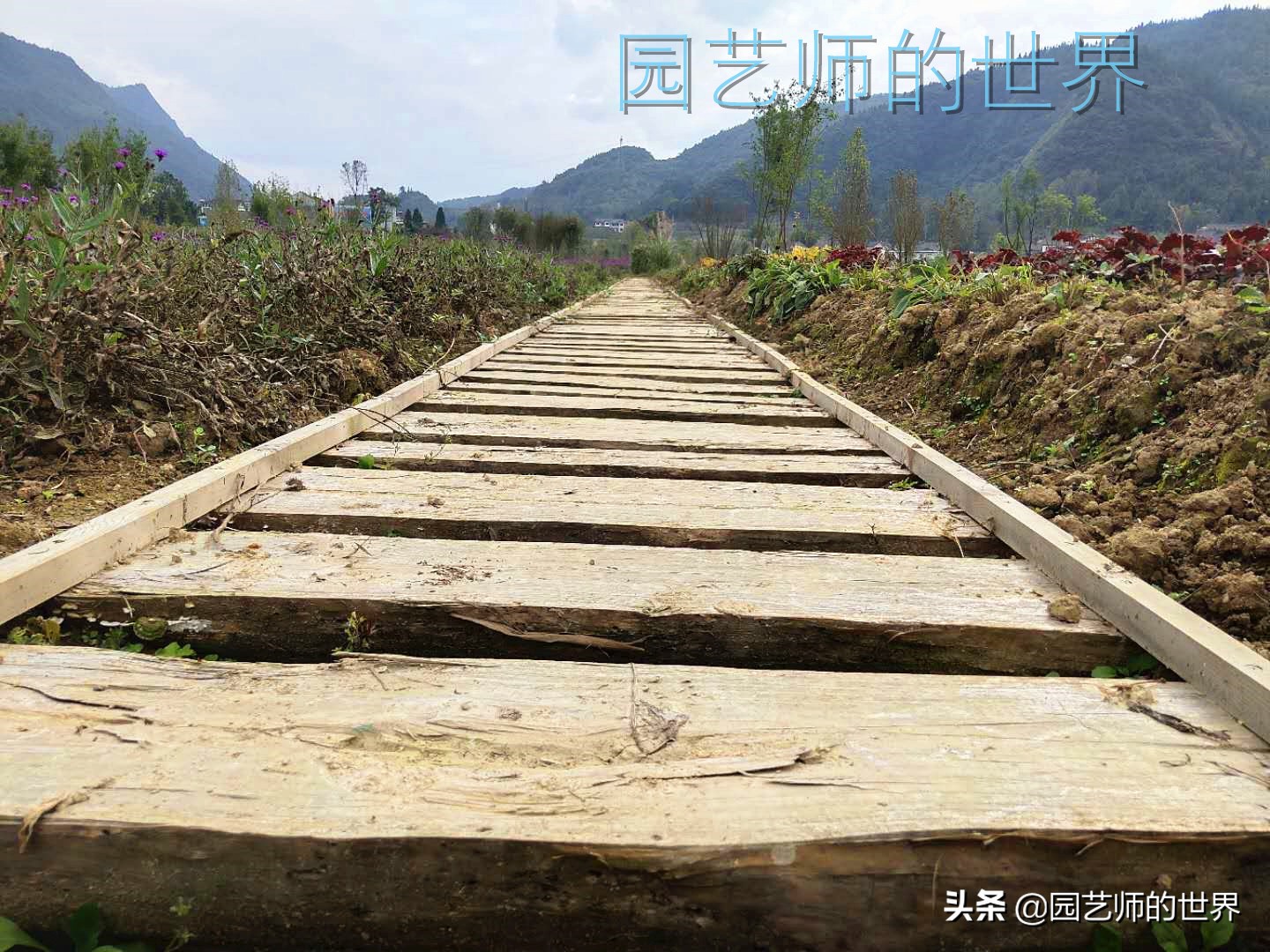 花园科学实验,花园案例及解析