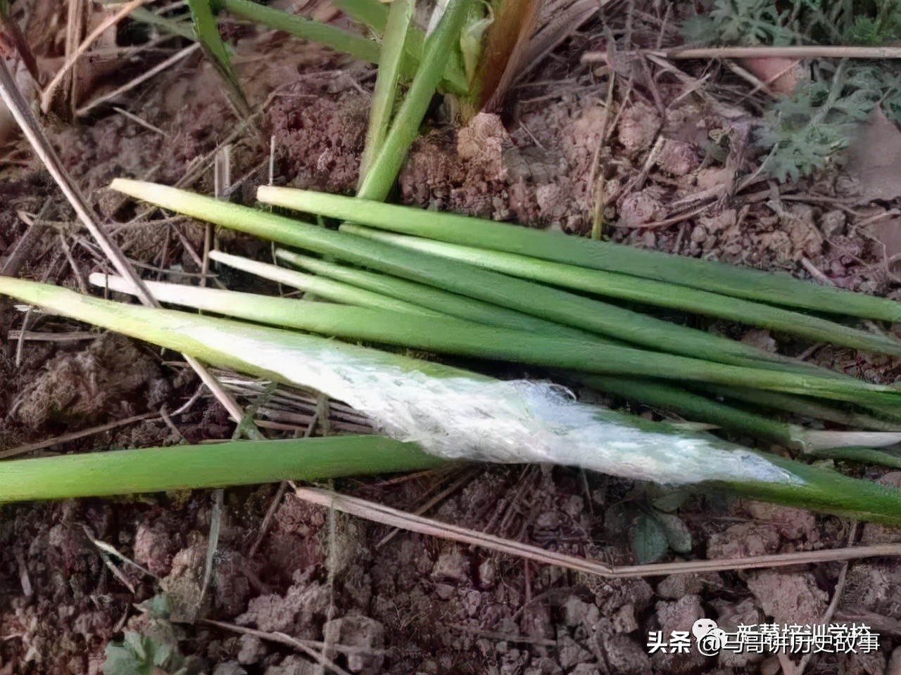 诗经邶风凯风,诗经邶风凯风跟读