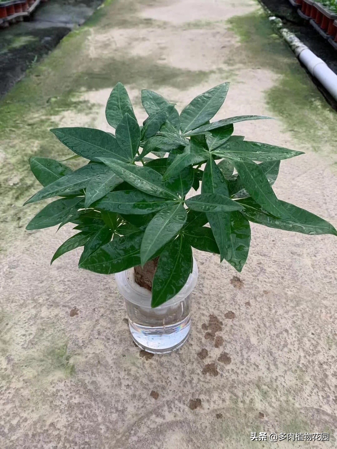 水培植物不要阳光,如何养好水培植物的方法