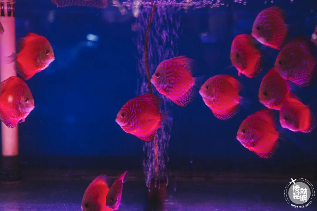 逛逛园博花鸟市场,园博花鸟市场攻略