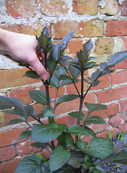 新手必种月季2：瑞典女王——不垂头长势快，耐热耐寒，还耐半阴