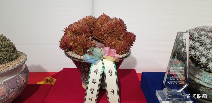 多肉欣赏桃美人,多肉植物欣赏