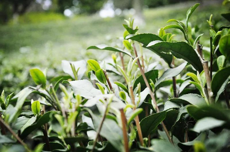 春风三四月，霄坑春茶不负卿