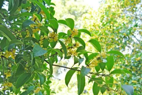 庭院栽树的讲究和忌讳,庭院种哪些树对庭院风水有利