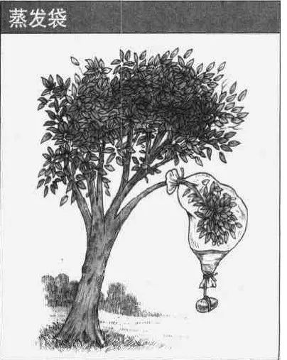 生存小技巧钻木取火,荒野生存取水技巧