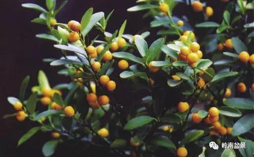 高桩金豆盆景大全,金豆双杆文人盆景欣赏