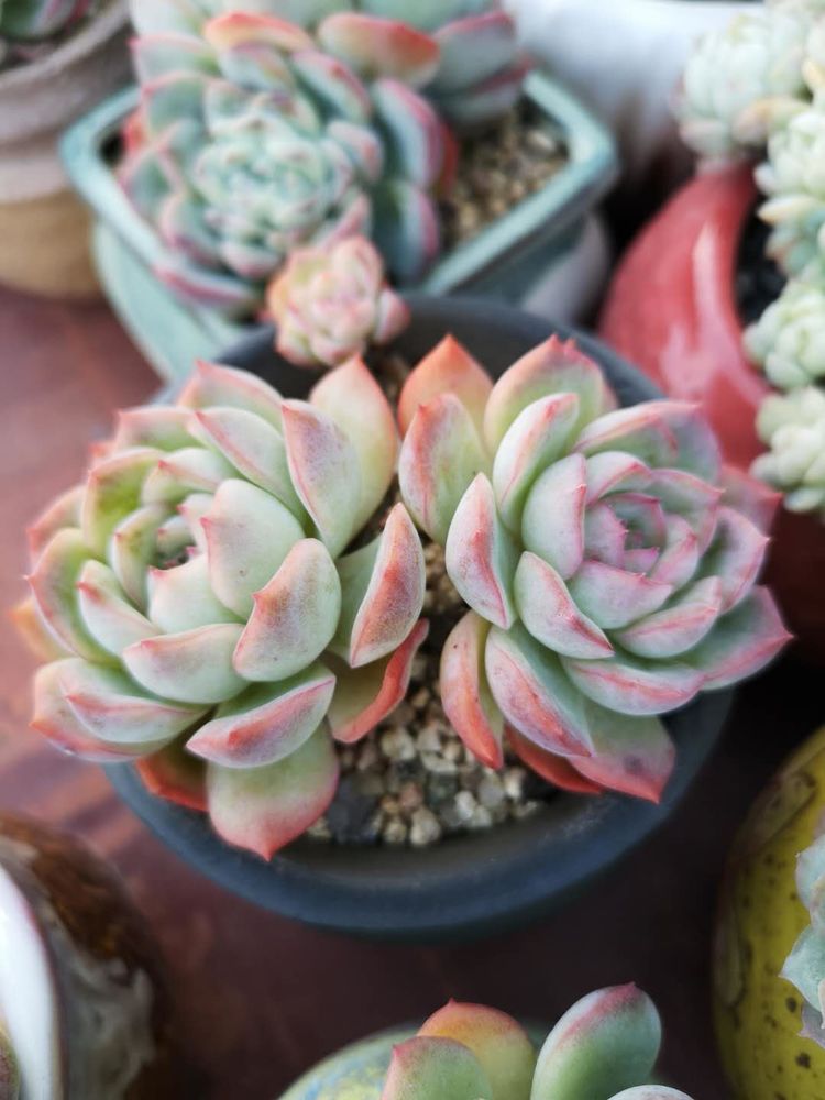 误打误撞的多肉情缘,带我走进多肉小世界!