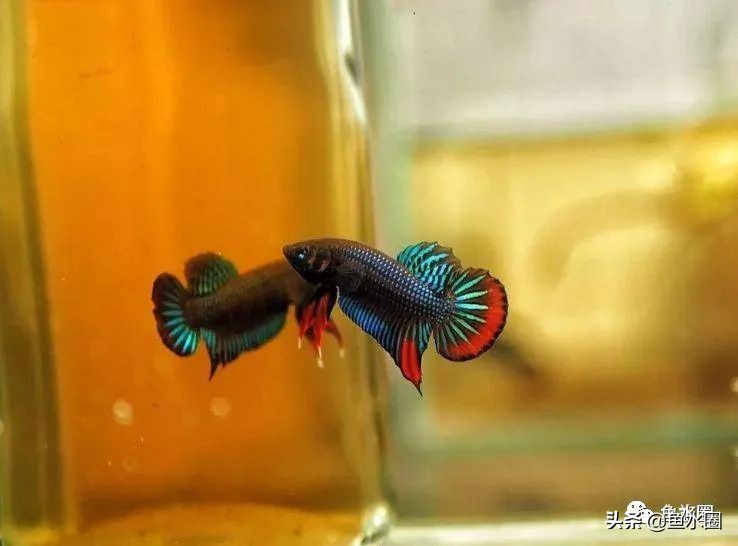 泰国斗鱼和中国斗鱼的杂交品种,中国斗鱼与泰国斗鱼哪个更厉害