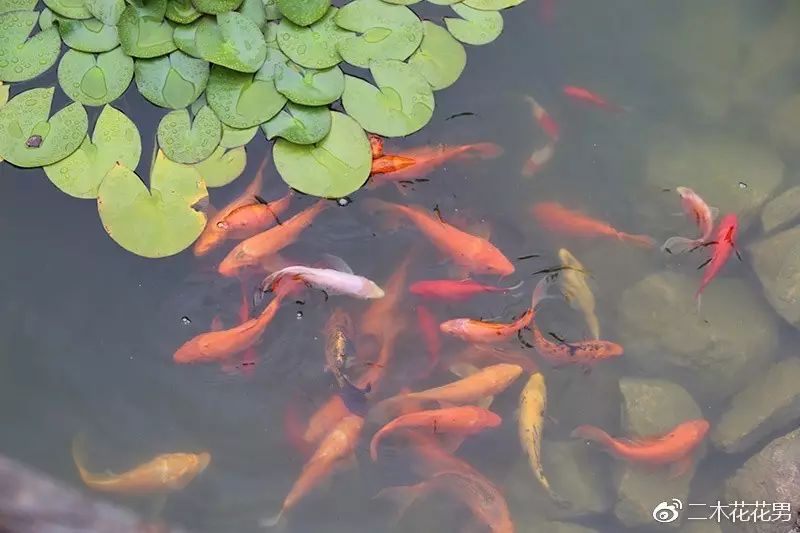 澶氳倝澶х浜屾湪,澶氳倝杈句汉浜屾湪