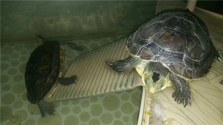 乌龟可以多久不进食,新买回来的乌龟不进食怎么办