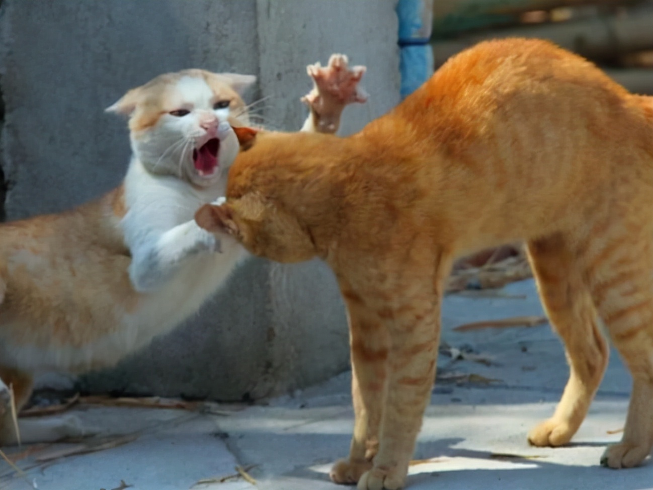 母猫交配后为什么会满地打滚，转过头攻击公猫？