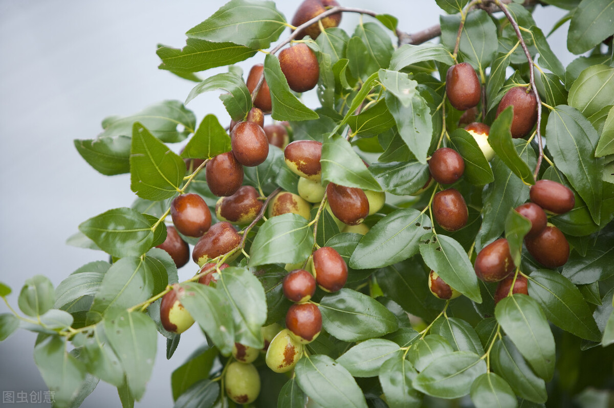 清代赘婿“回婆家”，为何要被媳妇儿全家暴揍