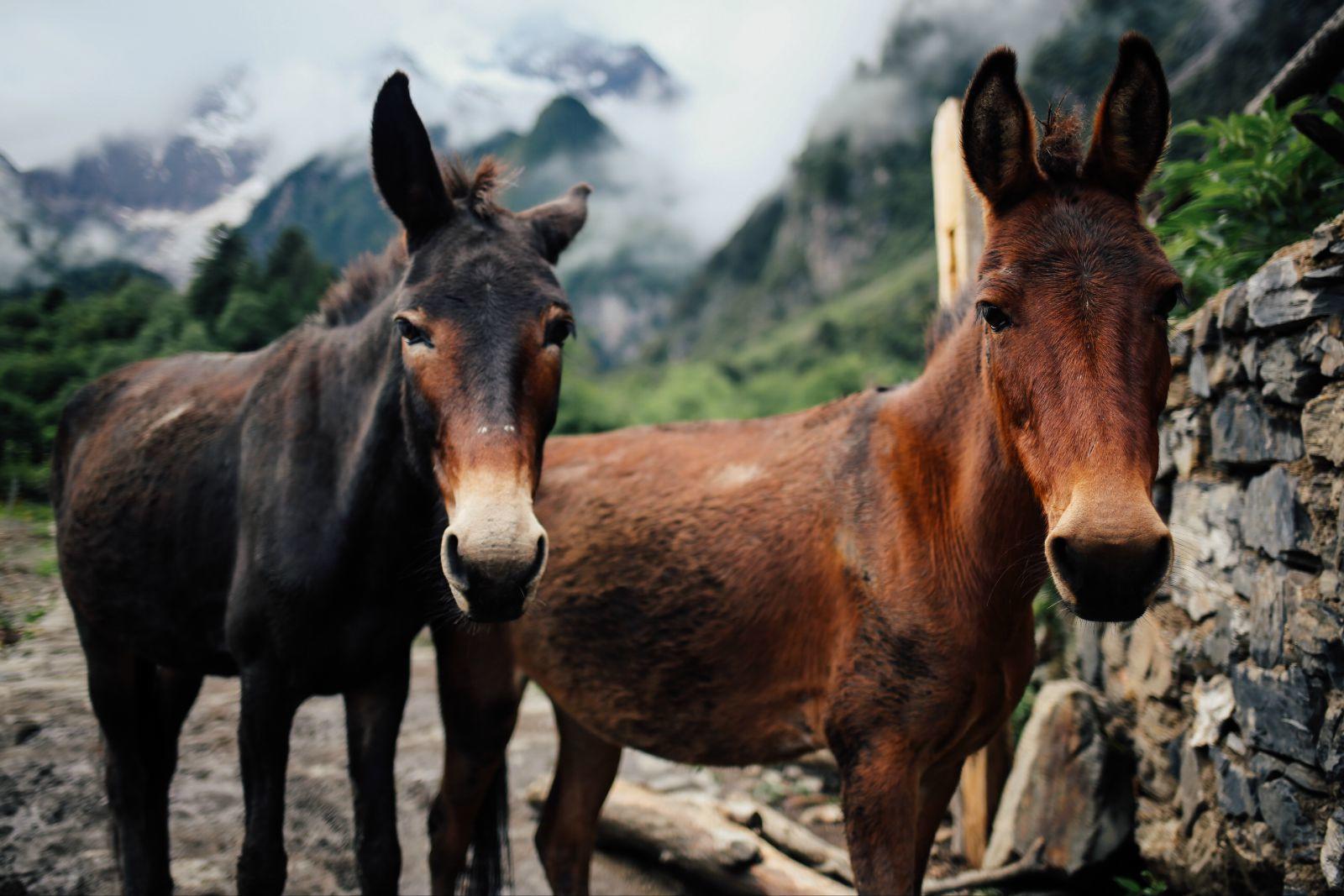 为什么骡子不能产生可育性后代,为什么骡子不能生育后代典故