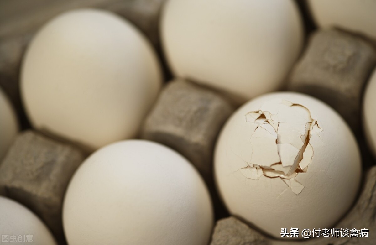 蛋鸡软蛋怎么处理,蛋鸡软壳蛋多是怎么回事