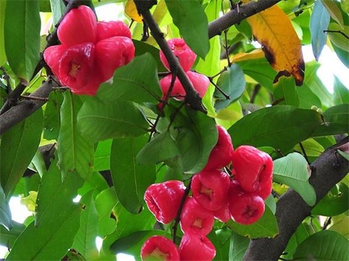 莲雾果种植,莲雾果种植技术