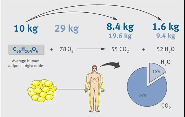 减体内脂肪最简单的方法,身上堆积的脂肪怎么减