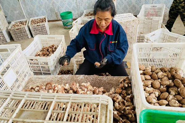 「小康圆梦」平顺县龙溪镇龙镇村:朵朵香菇托起富民产业