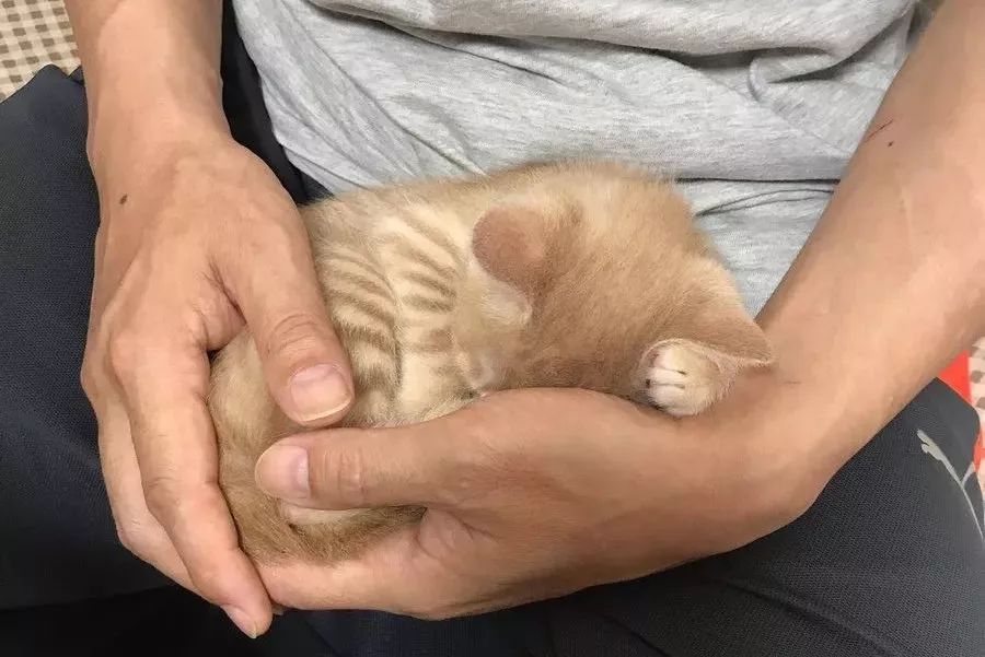 猫咪喜欢在你身上睡觉是什么表现,猫咪为什么爱睡觉呢