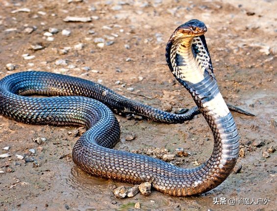 野外生存的知识有哪些,农村常见的蛇类你都认识吗