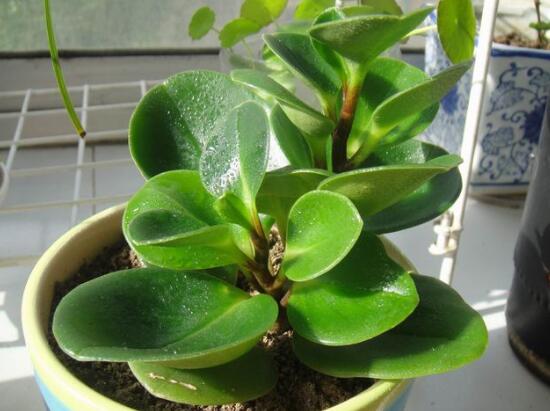 碧玉怎么养才正确,碧玉的养殖方法和注意事项
