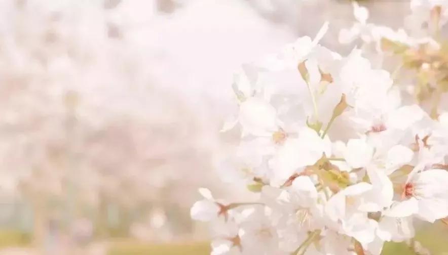 日本樱花又快开了吗 (日本樱花预计什么时候开)