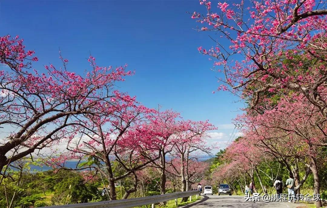 冲绳2月看樱花,冲绳哪里看樱花