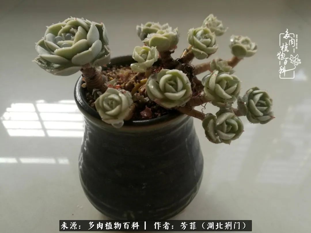 我的桃源：多肉之美，日甚一日，年胜一年