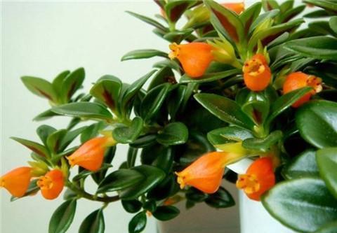 养吊兰的所有问题,吊兰为什么养一段就不茂盛了