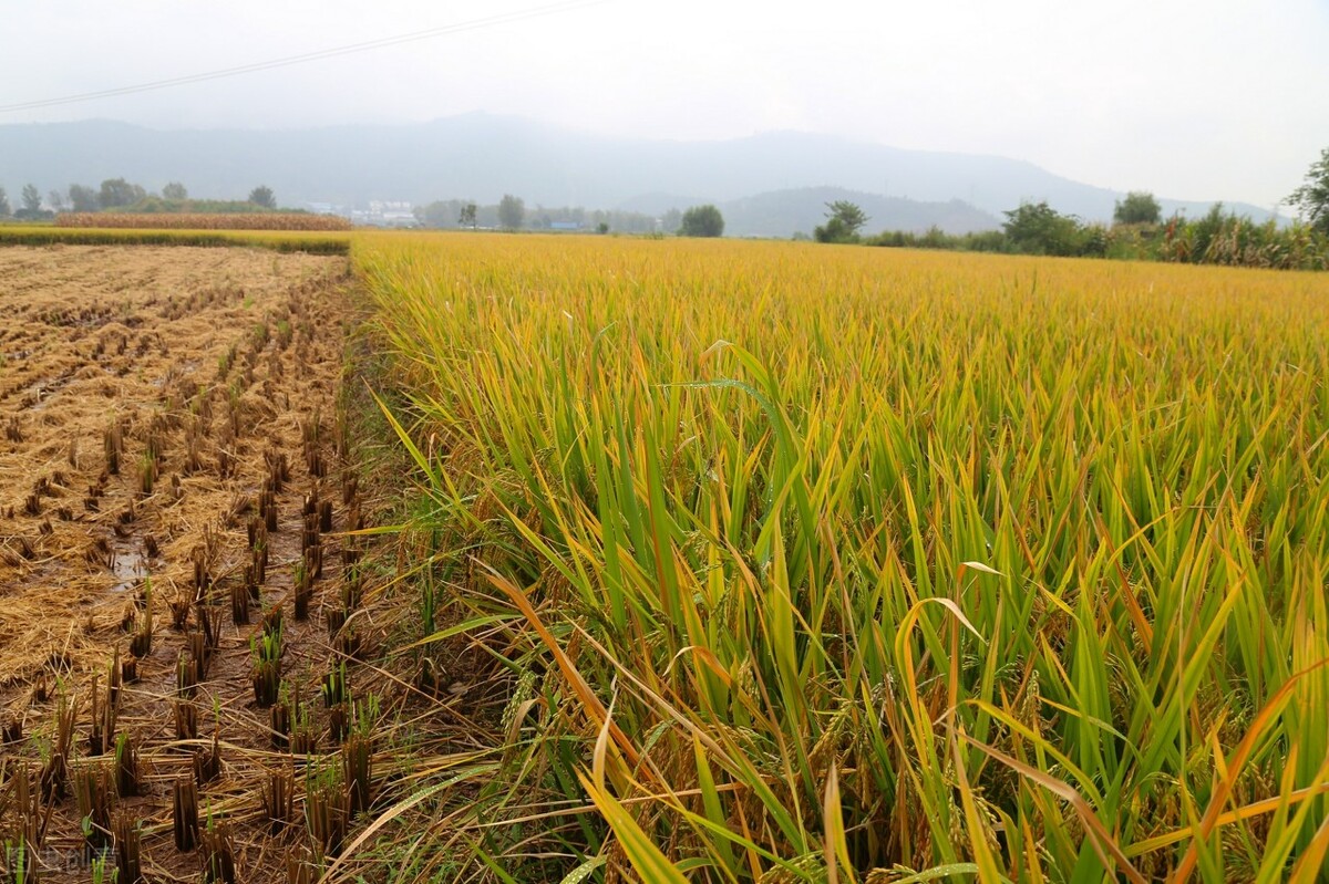 河北项目实施方案及未来收益,河北省各市2020新产品开发项目数