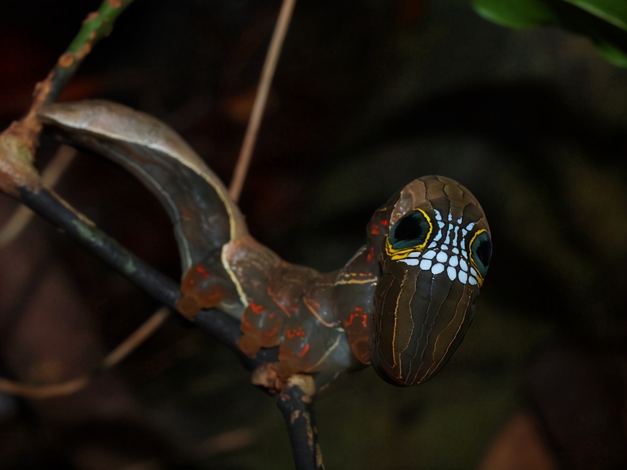 形似叶子的毛毛虫,苔蛾幼虫黑色毛毛虫