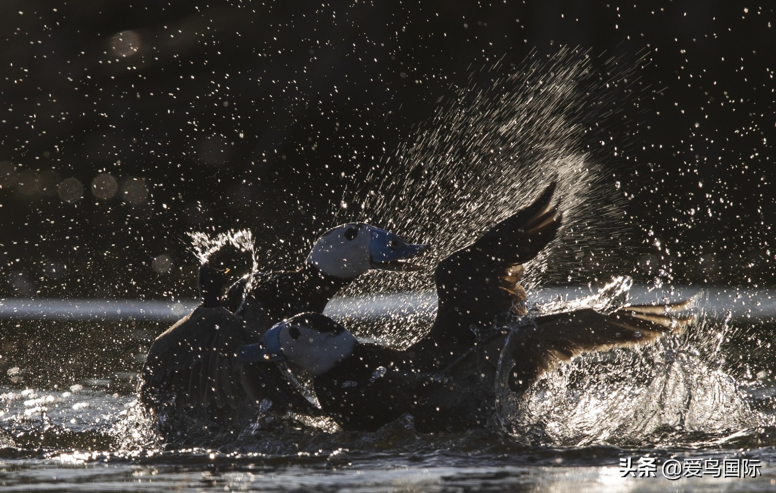 鸟类欣赏,鸟类观鸟图片