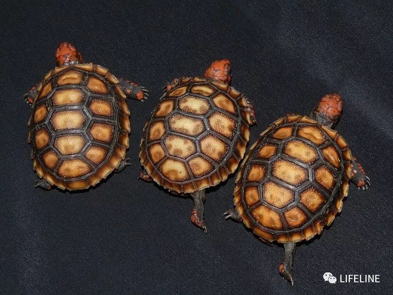 红腿陆龟拉稀怎么办,红腿陆龟雄性与雌性的区别