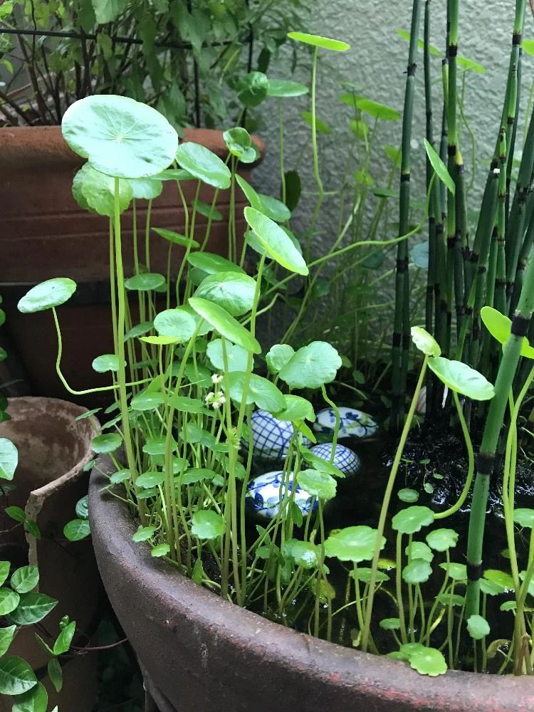 铜钱草水养的正确方法和步骤,12种铜钱草怎么养