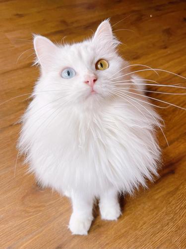 狮子猫的寿命一般多长,狮子猫黑猫寿命