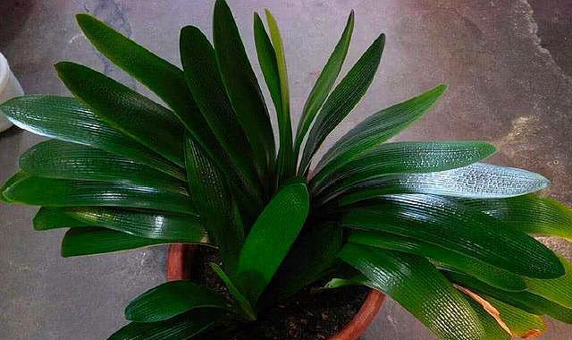 怎么育种君子兰,君子兰叶子全烂了根可以繁殖吗