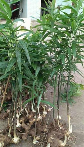 农村山野里的鸡头参你认识它吗,冬季怎样去山里挖鸡头参