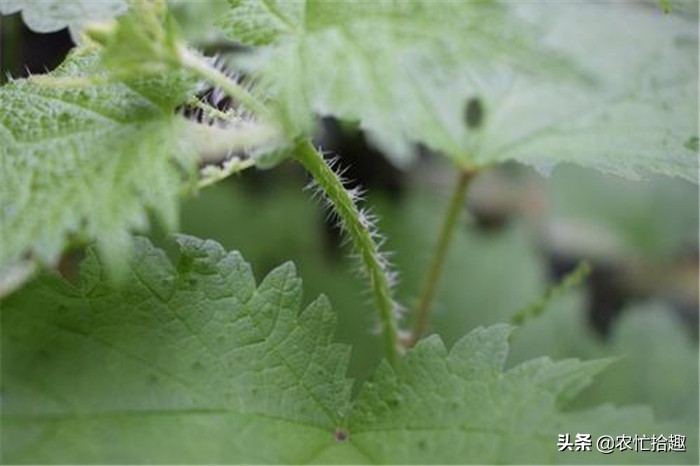碰到像针扎,以前遇到绕着走,如今才知价值高,有人拿它当菜吃