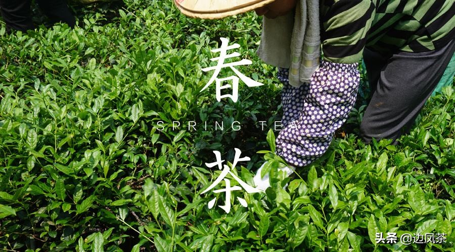 为什么春茶的口感比夏茶好,你对茶叶懂多少