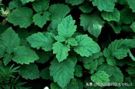 保罗古龙香水男士,亨利男士香水