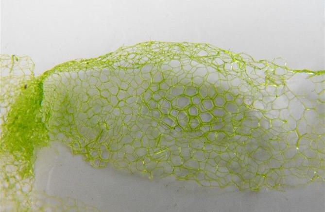 水中丝藻怎么清除,渔网上有水藻怎么去除