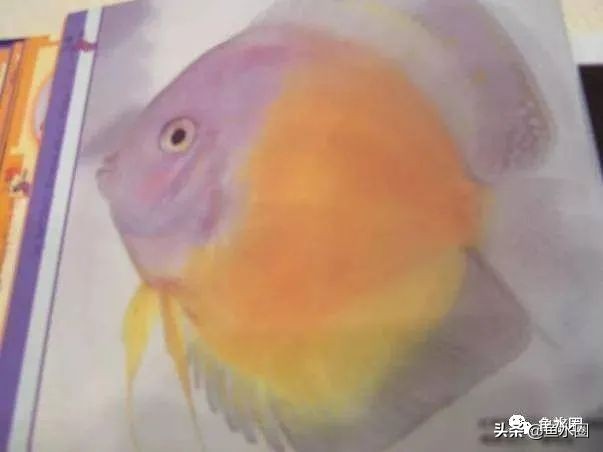 七彩神仙最好看的品种,七彩神仙多大分品种