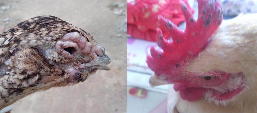 蚊虫叮咬会引起脸部起痘吗,被蚊虫叮咬后夏天起痘冬天好了