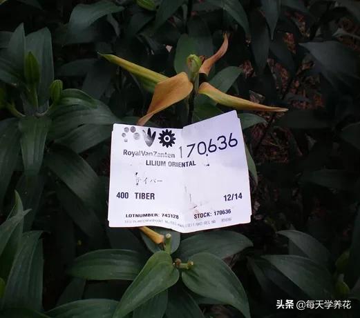 百合虫害的防治方法,百合病虫防治和管理