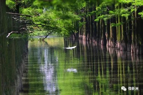 武汉新洲区历史变迁,武汉新洲历史